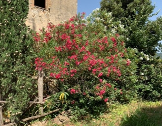 unser altes Bauernhaus in der Toskana