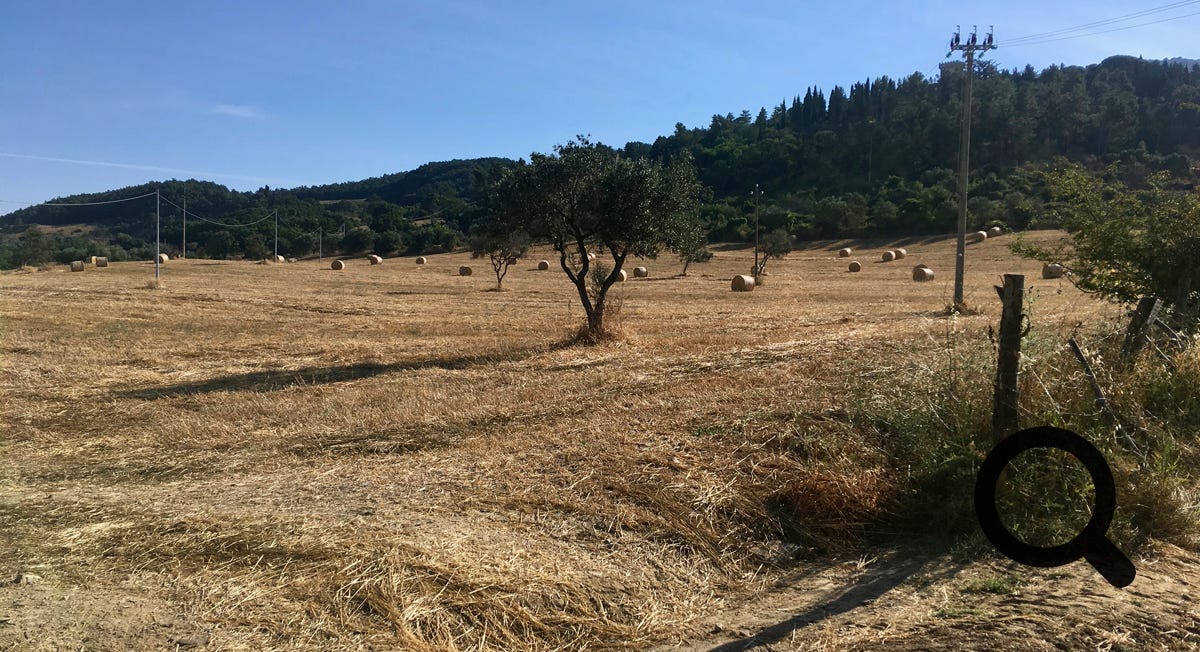 die Weide bei San Federigo