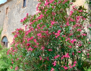 unser altes Bauernhaus in der Toskana